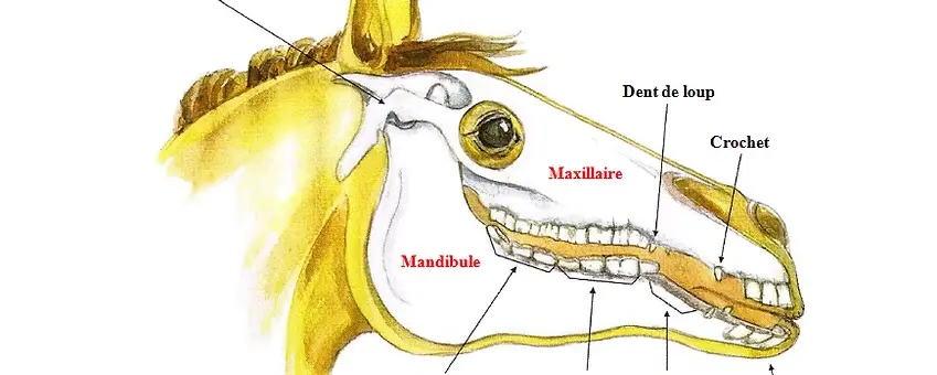 Anatomie d'une tête de cheval - Céline Ollier - Ostéopathe animalier
