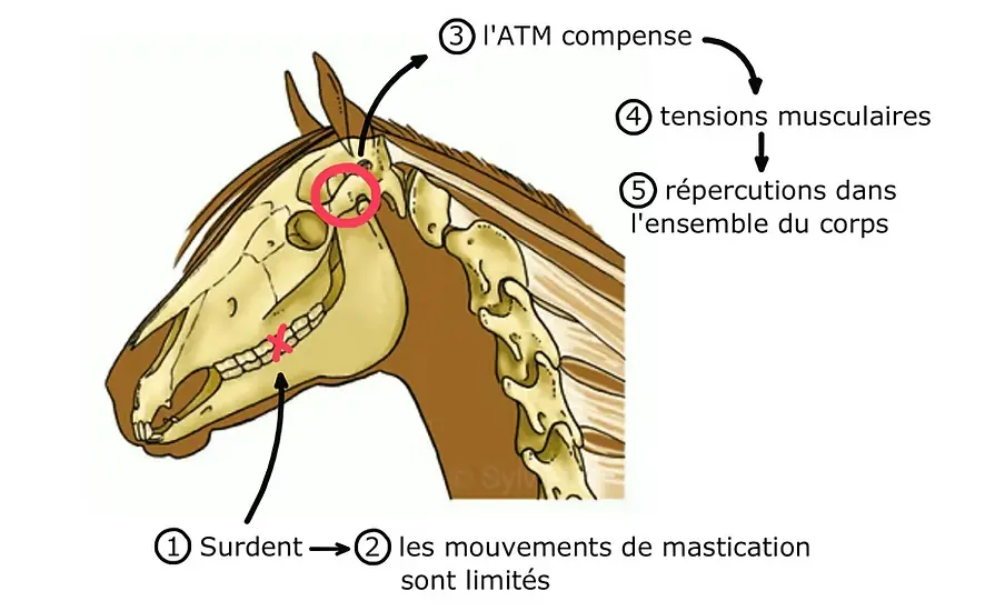 Anatomie d'une tête de cheval - Céline Ollier - Ostéopathe animalier