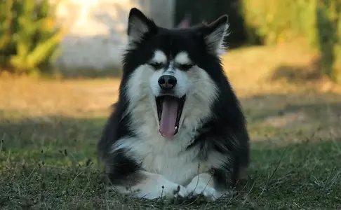 Céline Ollier - Ostéopathe animalier