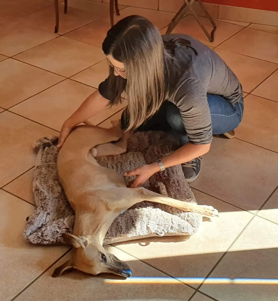 Céline Ollier - Ostéopathe animalier