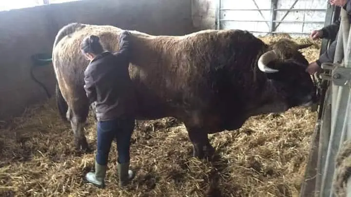 Céline Ollier - Ostéopathe animalier