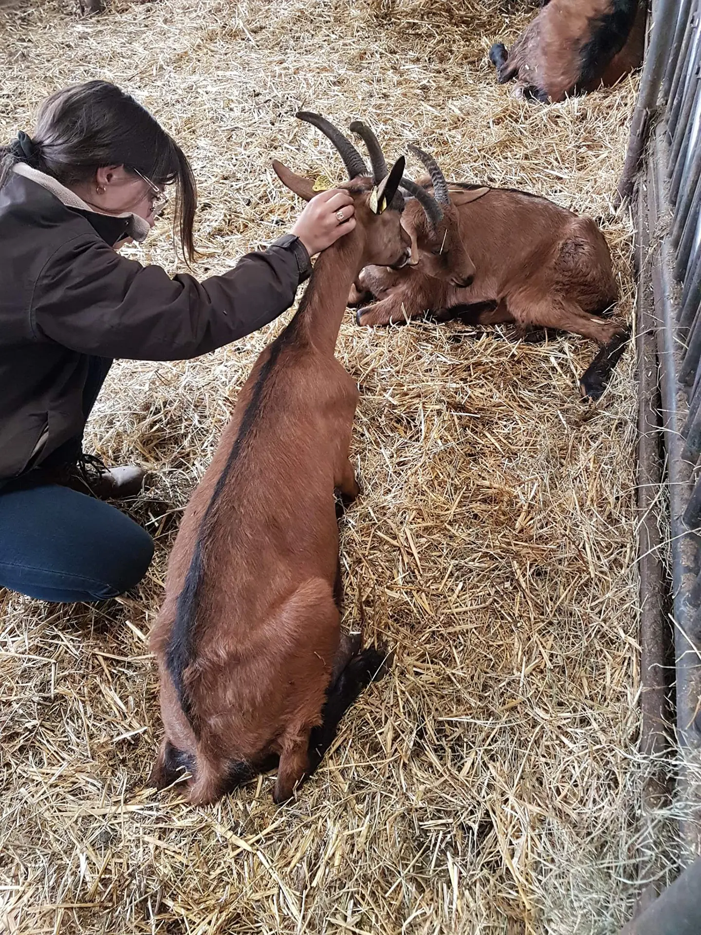 Céline Ollier - Ostéopathe animalier