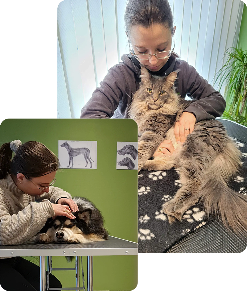 Céline Ollier - Ostéopathe animalier